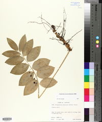 Polygonatum pubescens image