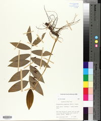 Polygonatum pubescens image