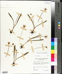 Scilla siberica image