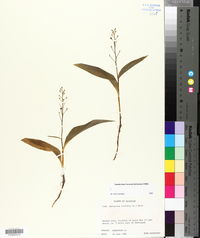 Smilacina trifolia image