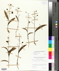 Smilacina trifolia image