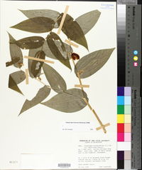 Streptopus amplexifolius var. chalazatus image