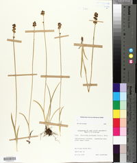 Triantha glutinosa image