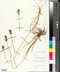 Triantha glutinosa image
