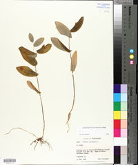 Uvularia perfoliata image