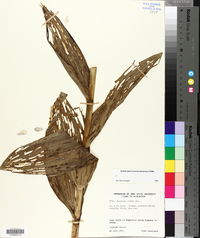 Veratrum viride image