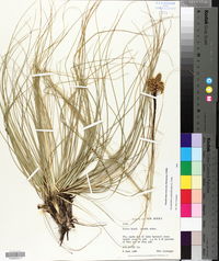 Xerophyllum asphodeloides image