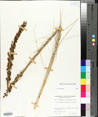 Xerophyllum tenax image