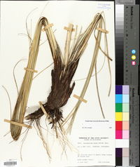 Xerophyllum tenax image