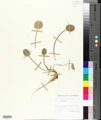 Hydrocleys commersonii image