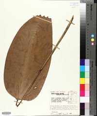Ischnosiphon arouma image
