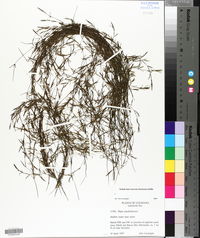 Najas guadalupensis image