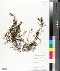 Najas guadalupensis image
