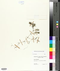 Najas flexilis image