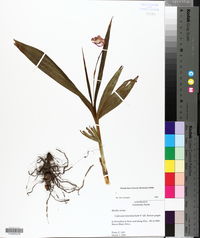 Bletilla striata image
