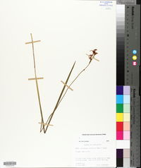 Calopogon barbatus image