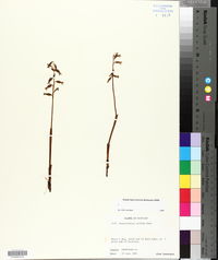 Corallorhiza trifida image