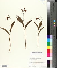Cypripedium arietinum image