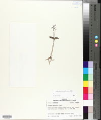 Listera australis image
