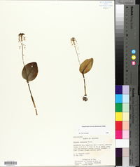 Malaxis unifolia image