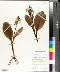 Galearis spectabilis image
