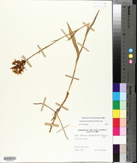 Platanthera blephariglottis image