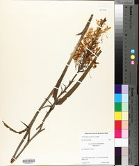 Platanthera ciliaris image