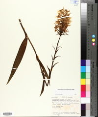 Platanthera ciliaris image