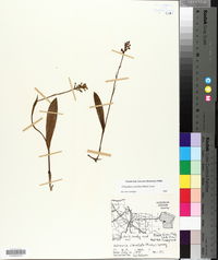 Platanthera clavellata image