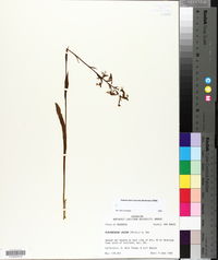 Platanthera lacera image