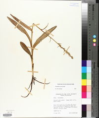 Platanthera stricta image