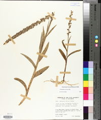 Platanthera stricta image