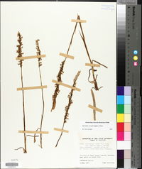 Spiranthes vernalis image
