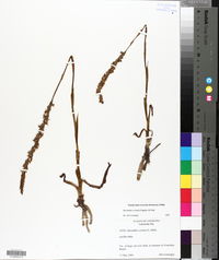 Spiranthes vernalis image