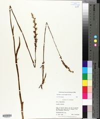 Spiranthes vernalis image