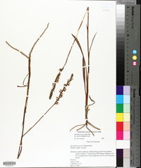 Spiranthes lacera image