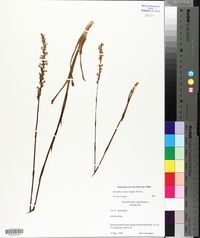 Spiranthes vernalis image