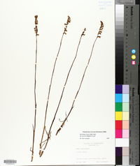 Spiranthes lacera image