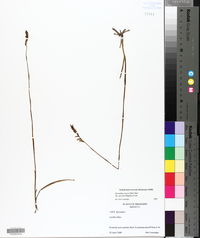 Spiranthes lacera var. gracilis image