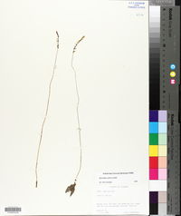 Spiranthes tuberosa image