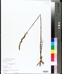 Spiranthes vernalis image