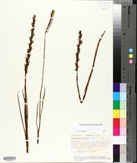 Spiranthes vernalis image