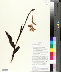 Spiranthes aurantiaca image