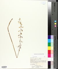 Tipularia discolor image
