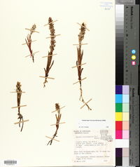 Zeuxine strateumatica image