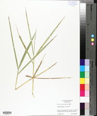 Leersia hexandra image