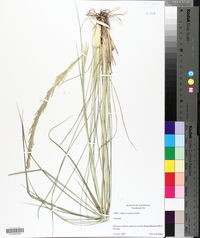 Chloris virgata image