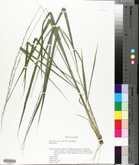 Sporobolus poiretii image