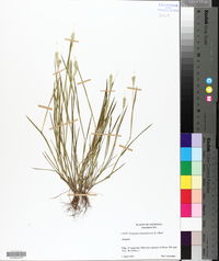Polypogon monspeliensis image