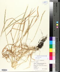 Aegilops cylindrica image